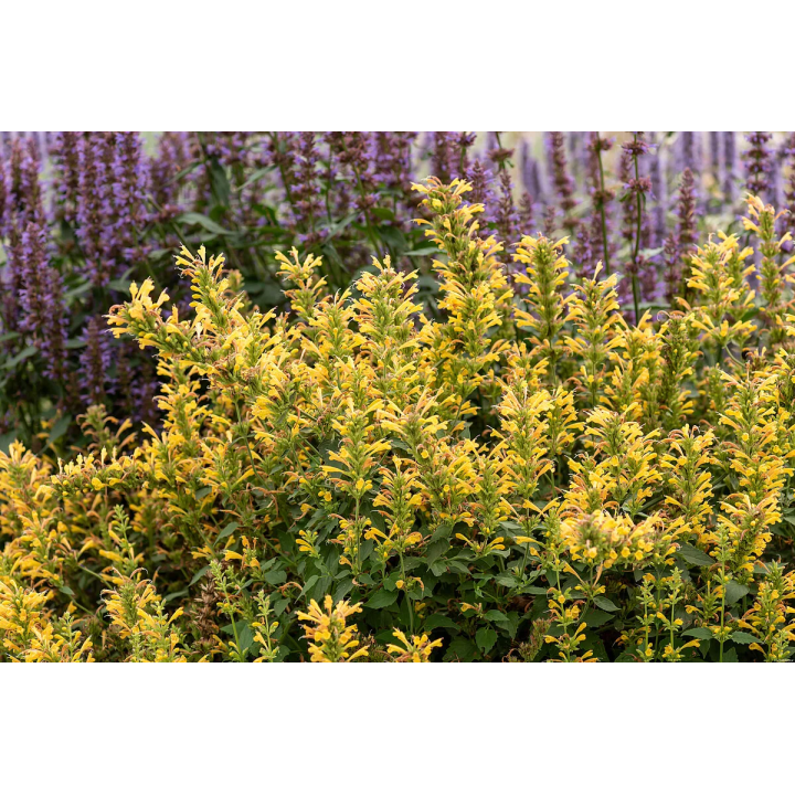 Kłosowiec Kudos Yellow